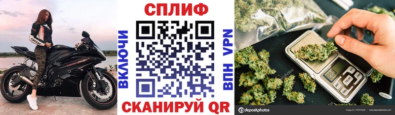 Конопля гибрид  Зубцов 